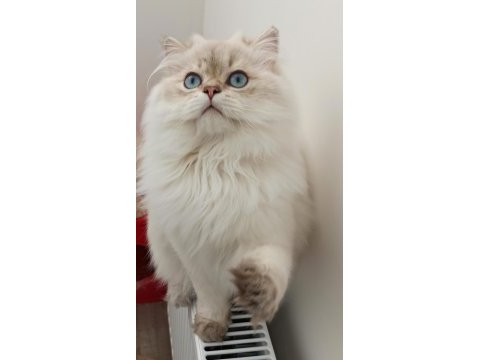 Kısır 3 yaşında british longhair erkek