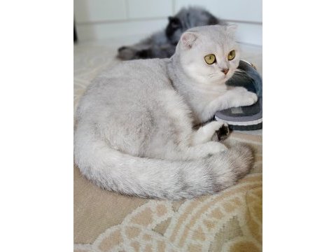Scottish fold silver