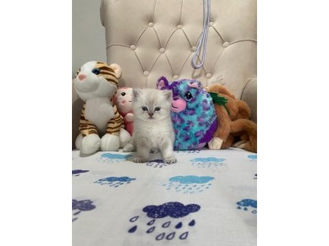 British shorthair silver point yavrular