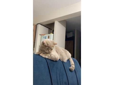 British shorthair ücretsiz sahiplendirme