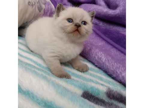 Blue point scottish straight bebeklerimiz