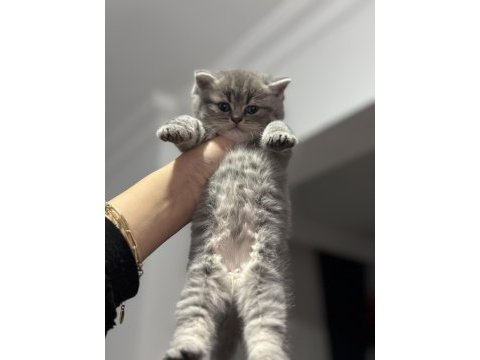British shorthair kedimiz