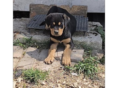 Rottweiler erkek ve dişi yavru