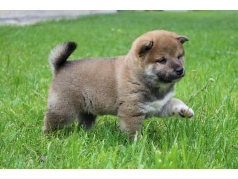 Türkiyede tek shiba inu yavrular