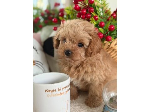 Mükemmel güzellikteki maltıpoo yavrum 