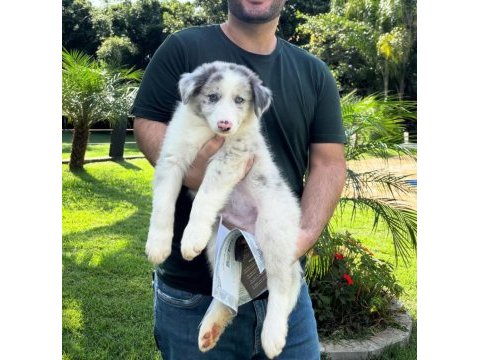 Border collie kapıda ödemeli çiftlik kredi kartı geçer