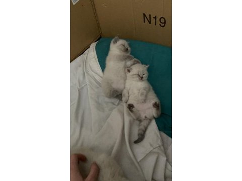 Ev ortamından blue point lynx dişi kediler