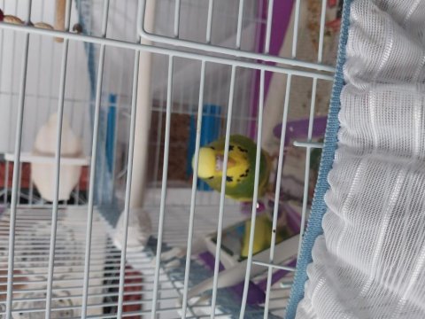 6 aylık erkek muhabbet kuşu