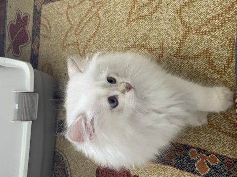 2.5 aylık british longhair yavrusu