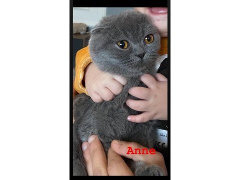 Scottish fold dişi
