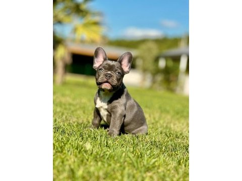 French bulldog yavruları çiftlikten   