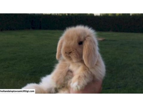 Mini lop tavşanı çiftliği - her ile gönderim!