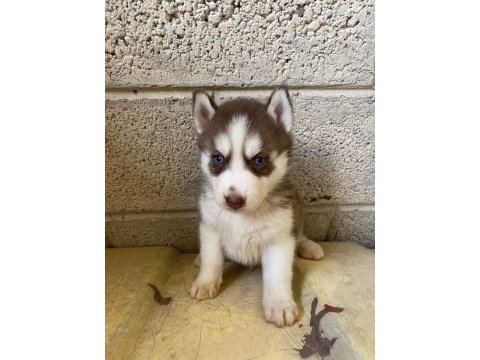 Husky yavrular dişi erkek