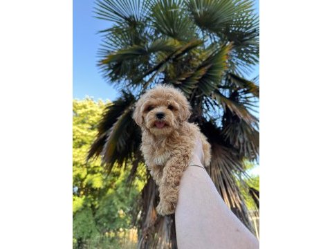 Toy poodle