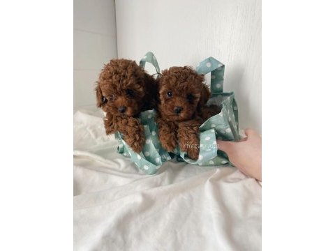 Orijinal toy poodle