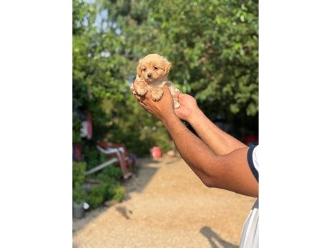 Aşılı çiş eğitimli maltipoo bebekler 