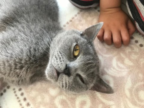 British shorthair kedimiz uygundur
