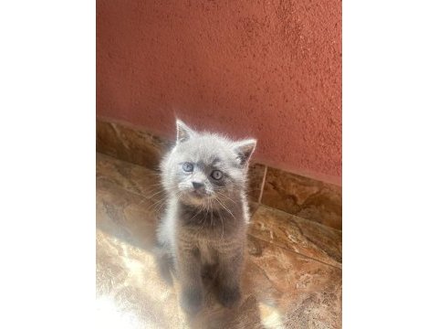 British shorthair 1 dişi ve 1 erkek