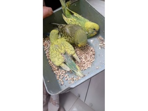 Sağlıklı jumbo yavru muhabbet kuşları