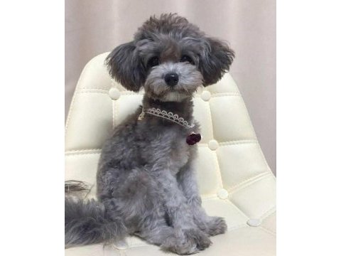 Nadir ırk garantili silver toy poodle bebekler