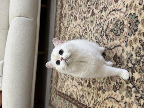 Masmavi koca gözlü kısırlaştırma şartıyla ücretsiz kedimiz