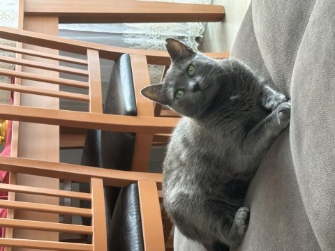 Mia kızımıza sahip arıyoruz russian blue