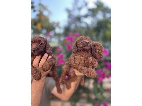 Irk ve sağlık garanti belgeli toy poodle yavruları