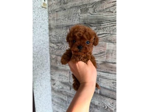 Nadir renk ve anatomide, soy şecereli poodle yavrularımız