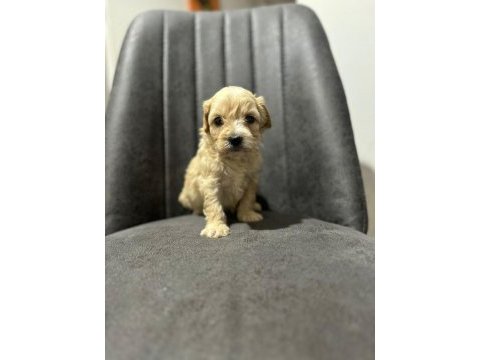 Maltipoo kapıda ödeme ve kredi kartı imkânı mevcuttur