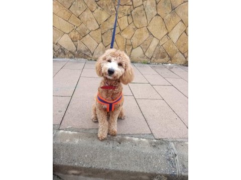 Erkek poodle 10 nisan doğumlu