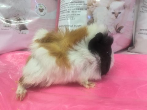 Mükemmel güzellikte guinea pig yavrularımız
