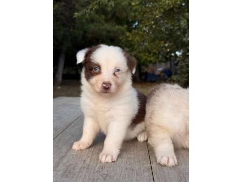 Üst düzey border collie yavruları