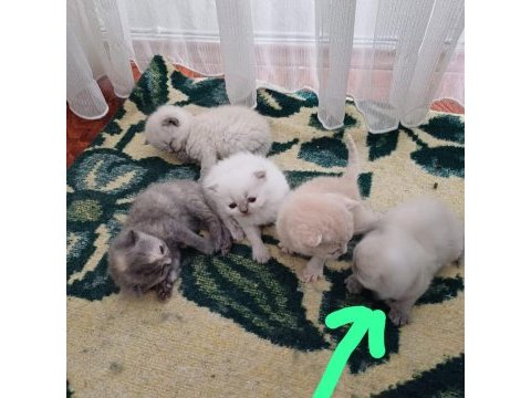 Kedilerim yeni yuvalarını arıyorlar