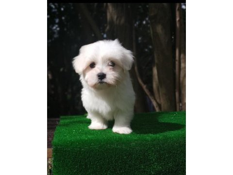 Maltese bebekler