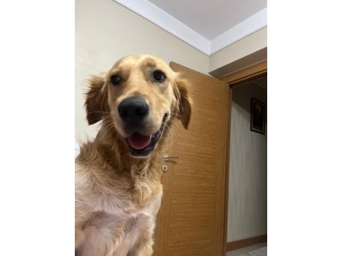 Ücretsiz golden retriever 2 yaş erkek kısır aşılı