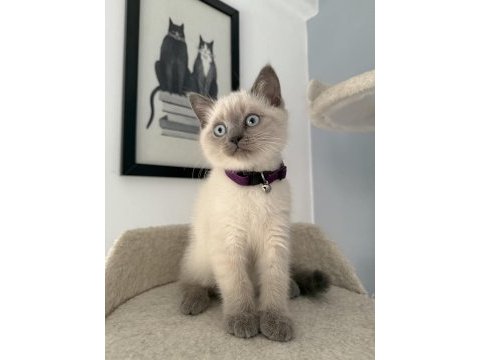 British shorthair 35 günlük