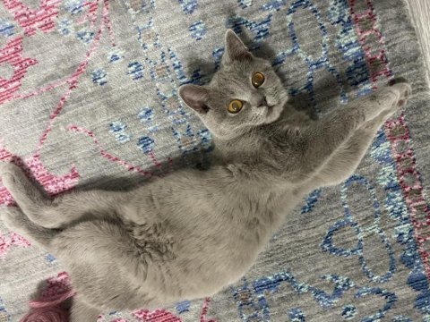 1 yaşında ponçik british shorthair