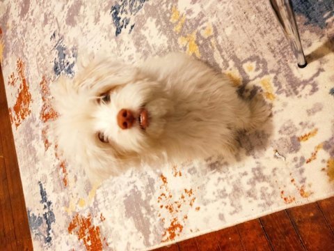 Maltipoo 4 aylık