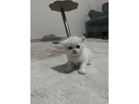 Sevimli british shorthair kedilerimiz