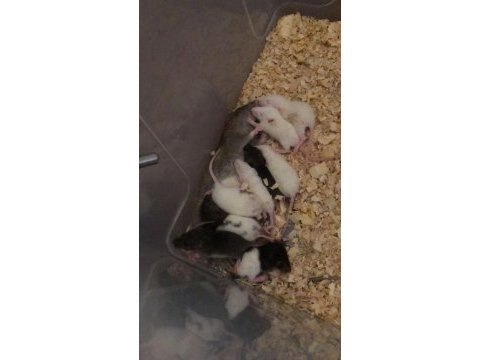 10 adet yavru rat hepsi sahiplendirilecektir