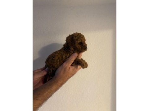 Güzeler güzeli poodle bebekler