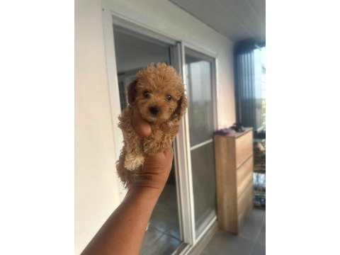 Safkan poodle yavru