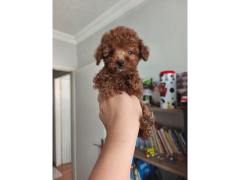 Toy poodle yavrularımız