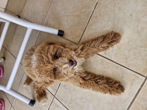Anne poodle baba maltipoo