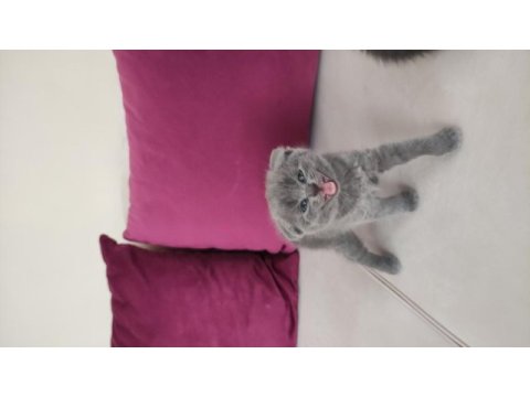 Scottısh fold yavrular