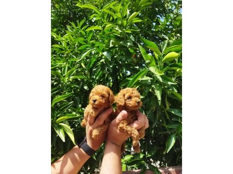 Toy poodle