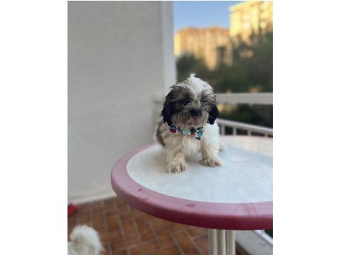 Shih-tzu bebeklerimiz yeni evlerini arıyor (2 adet erkek)