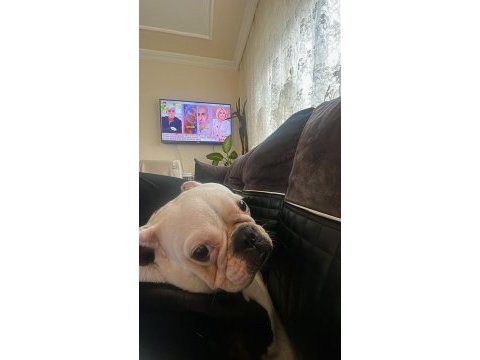 Sevimli french bulldog köpeğimiz miya