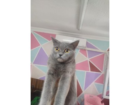 British shorthair 2 doğum gerçekleştirdi ücretsizdir