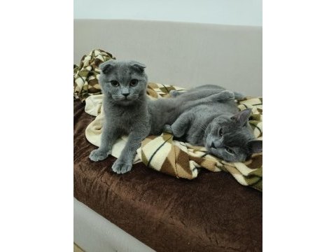 Scottish fold kedimiz